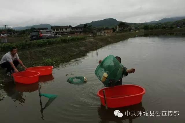 致富经泥鳅_致富泥鳅养殖技术_致富泥鳅养殖