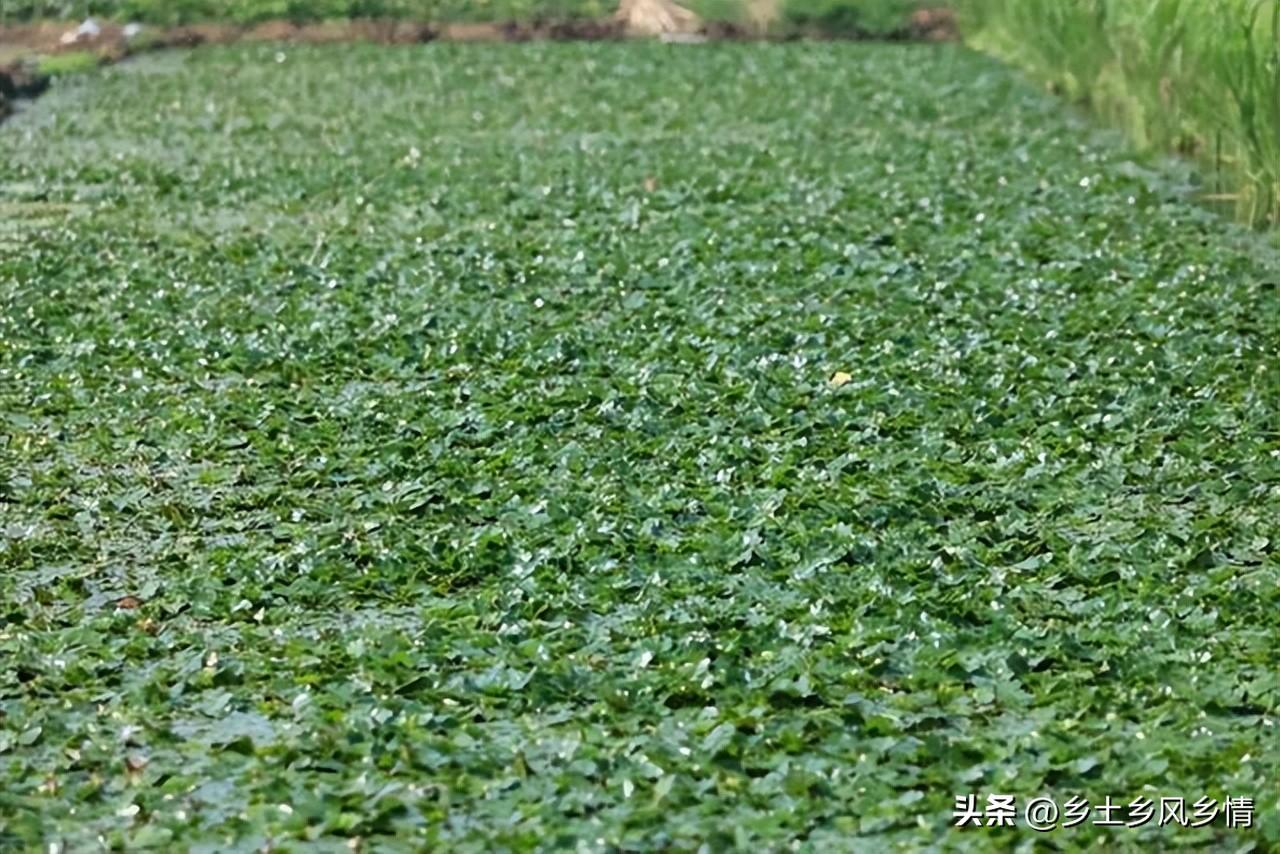 致富泥鳅养殖技术_致富经泥鳅_养殖泥鳅富豪