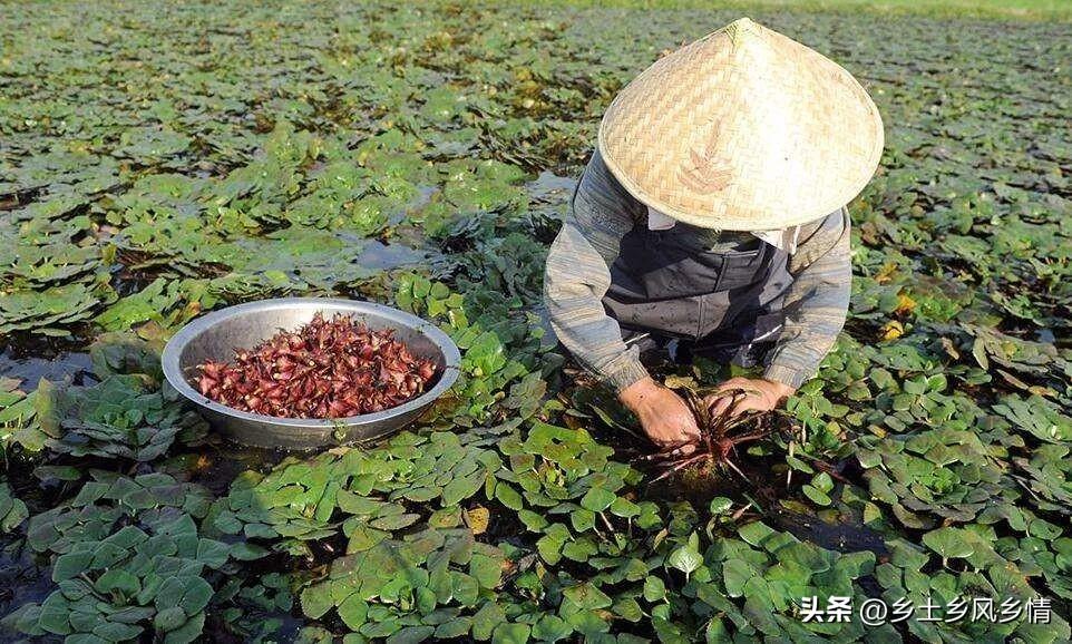 致富经泥鳅_养殖泥鳅富豪_致富泥鳅养殖技术