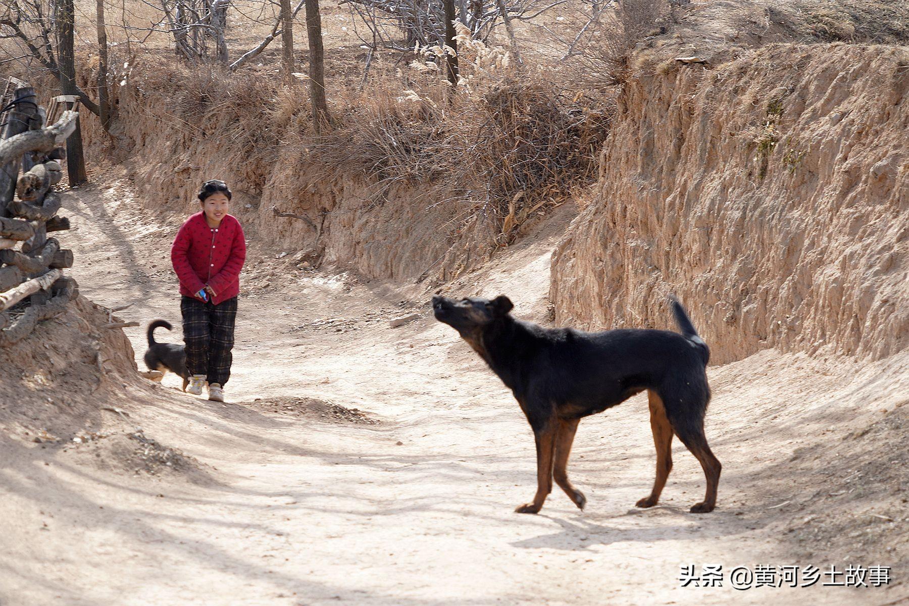 养狗致富经_致富经养狗_致富项目养狗