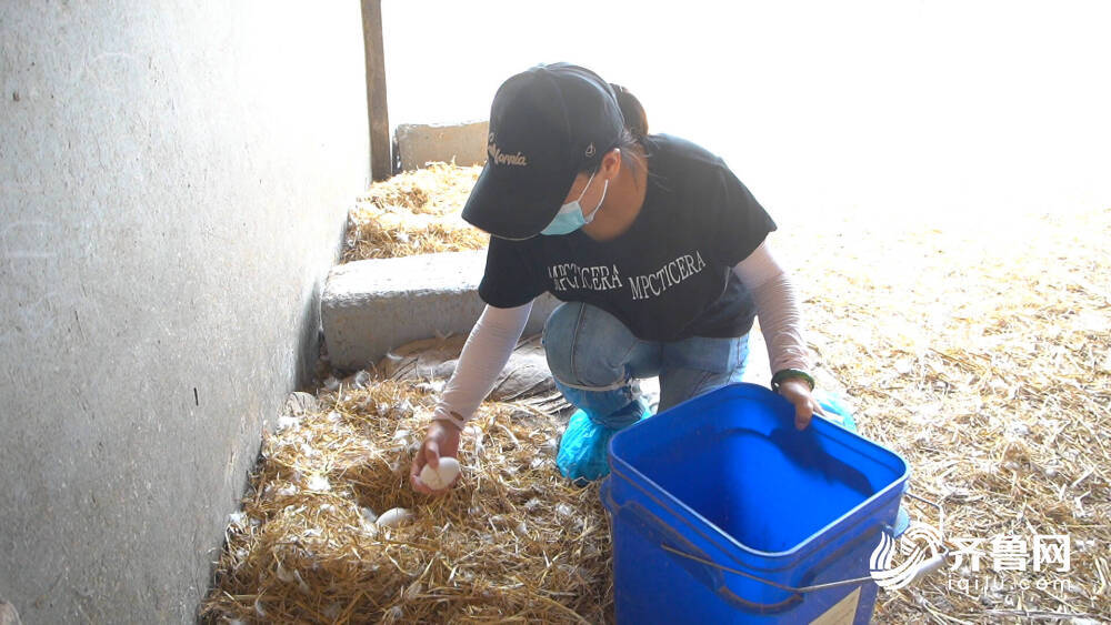 三农致富养鹅视频_致富经养鹅视频_致富经鹅养殖技术视频