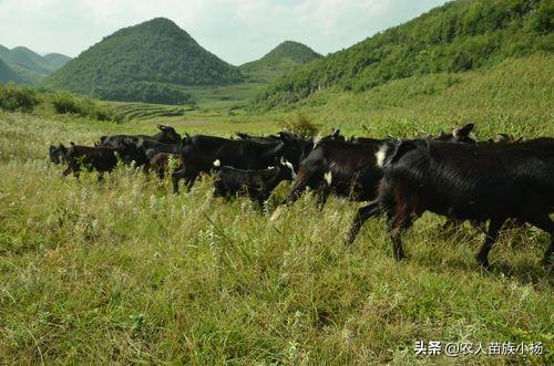 致富羊群满山跑_致富经羊_怎样致富致富