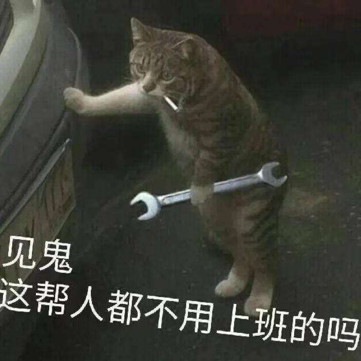 致富经养狗_致富项目养狗_养狗致富经