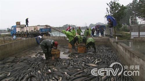 养鱼一年 多卖1000万元