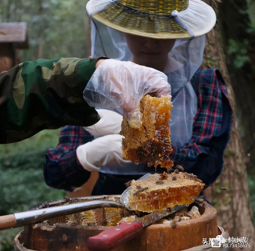 致富经养殖_致富养殖项目_致富养殖好项目大全