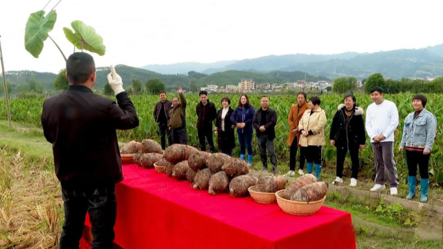 三农致富经_致富三农养鸡视频_致富三农视频