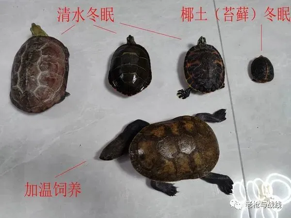 宠物心得技能_宠物经验丹怎么获得_宠物经验心得