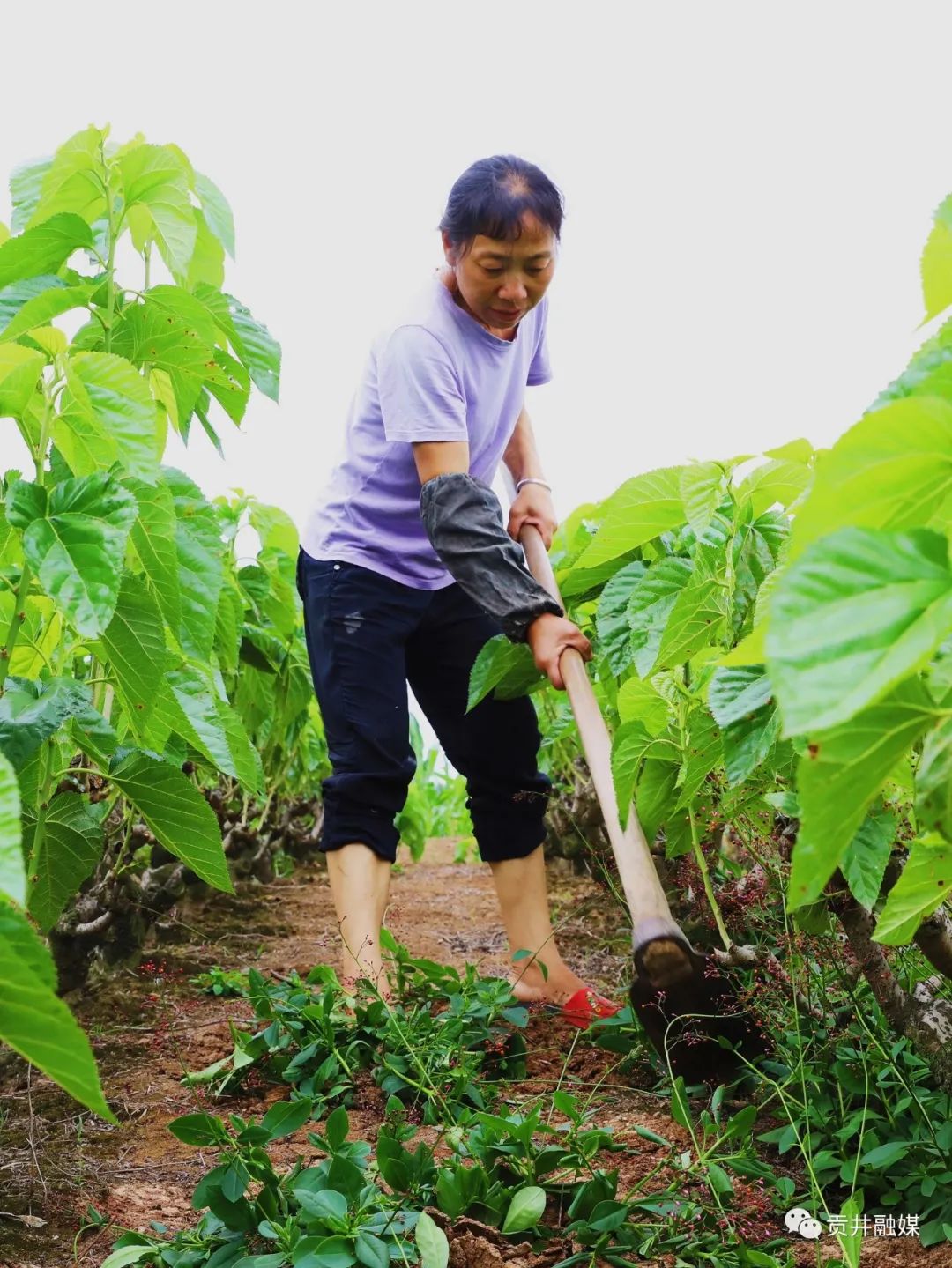 致富经张_致富张大良养黄鳝视频_农村致富信息网