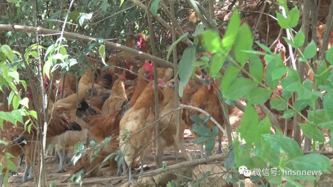 致富经养鸡_致富养鸡好段_致富养鸡视频