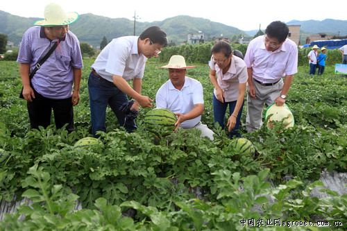 灵仙一号香菇加工厂：肥城蔬菜瓜果安全生产整治行动保障质量安全