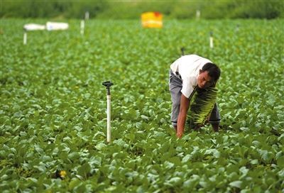 后旗红土豆多少钱一斤：山东昌乐县红河镇：合作社里种出生态菜