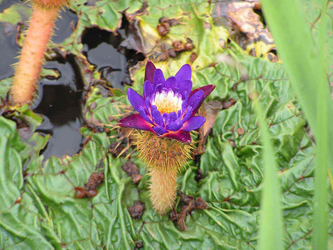 芡实的种植前景分析