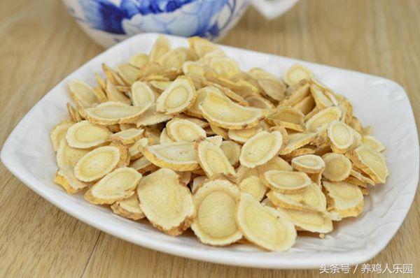 致富鸡幸福路_致富经养鸡视频大全_致富经鸡