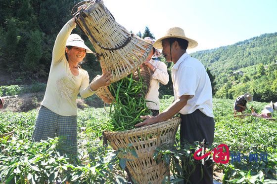 荷兰豆种子公司：胶带绑蔬菜甲醛超标影响不大