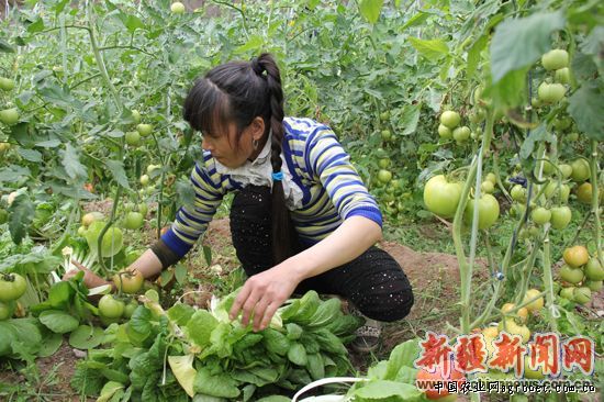 荷兰豆种子公司