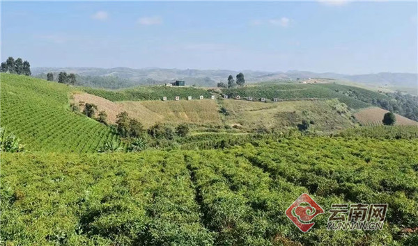 种植致富经_致富种植业_致富种植糖料蔗文案怎么写