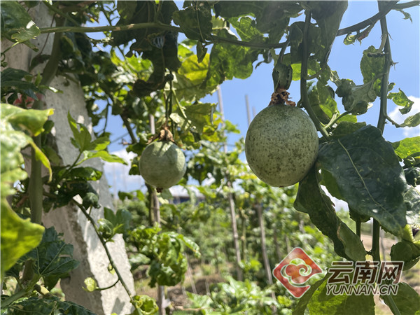 致富种植糖料蔗文案怎么写_种植致富经_致富种植业