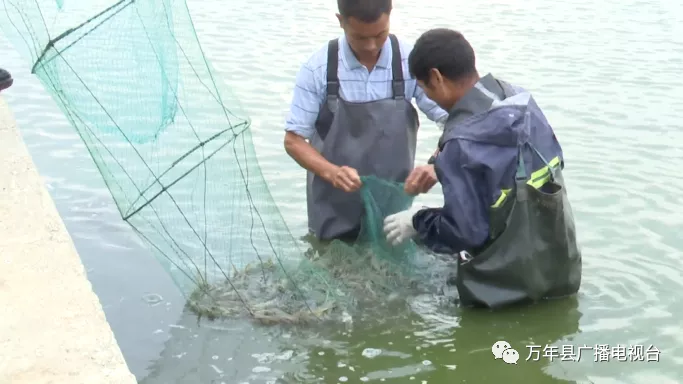 致富经养虾_致富经养殖虾_致富经淡水虾养殖视频