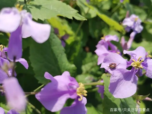 优秀的思路_思路的问题_优质回答的经验和思路