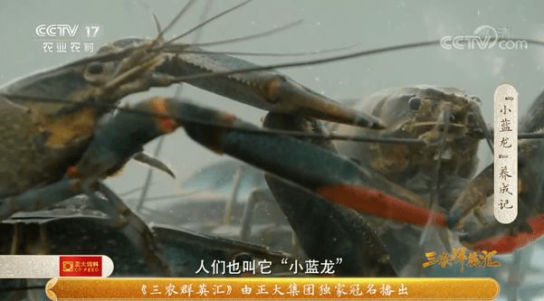 致富经养殖小龙虾_致富经龙虾养殖技术视频_致富龙虾养殖小视频