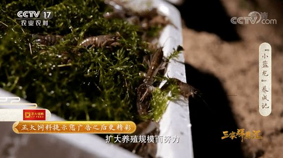 致富龙虾养殖小视频_致富经龙虾养殖技术视频_致富经养殖小龙虾