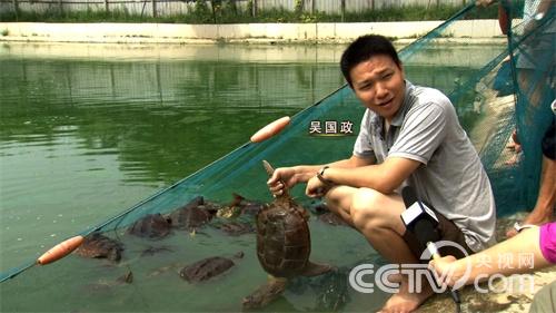 [致富经]海归养龟不走寻常路