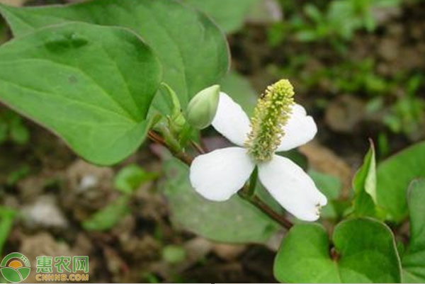 致富种植视频全集_致富经种植_致富种植什么比较赚大钱