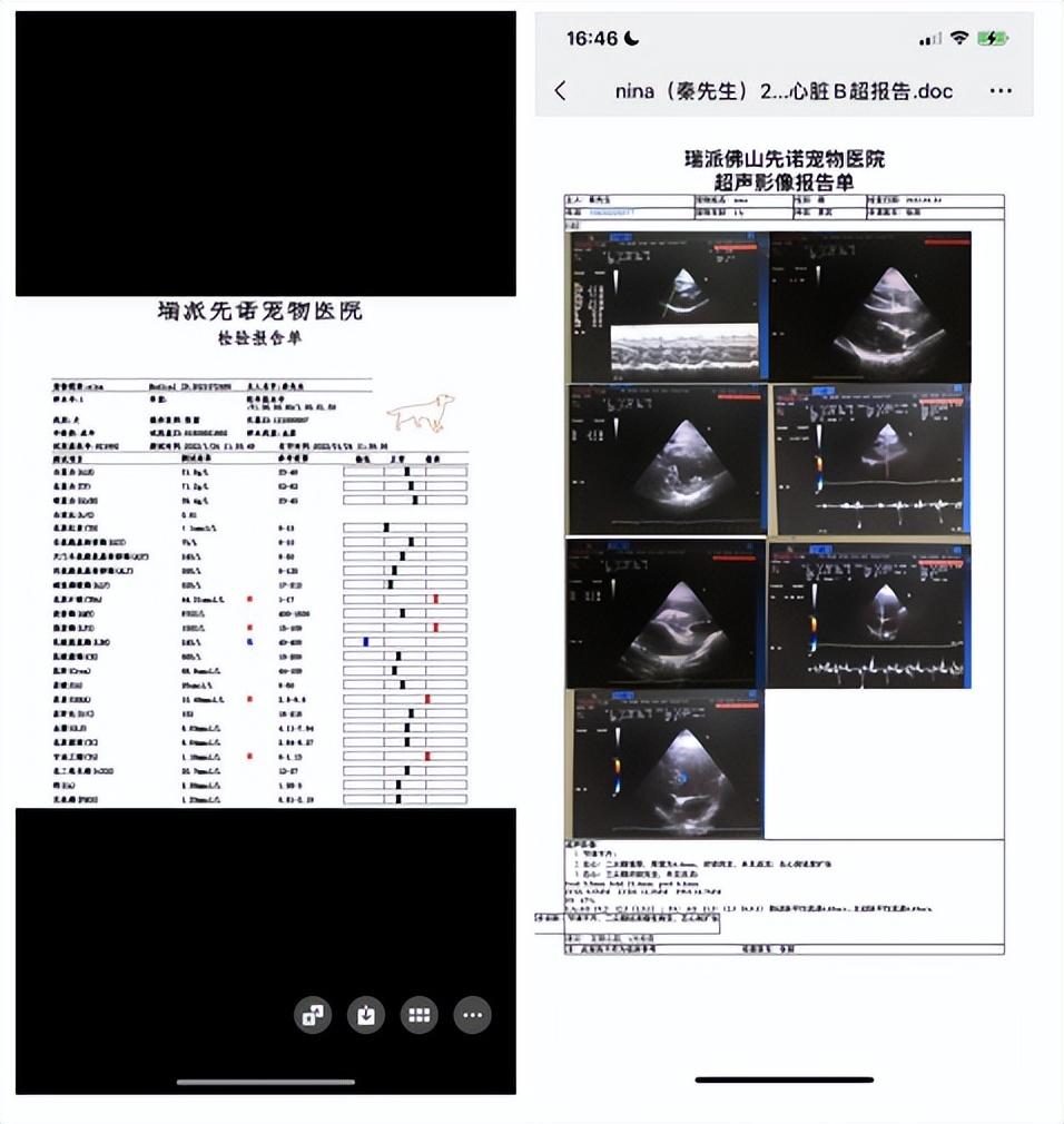 瑞派宠医——张丽 | 把握与宠主、宠物之间的平衡线