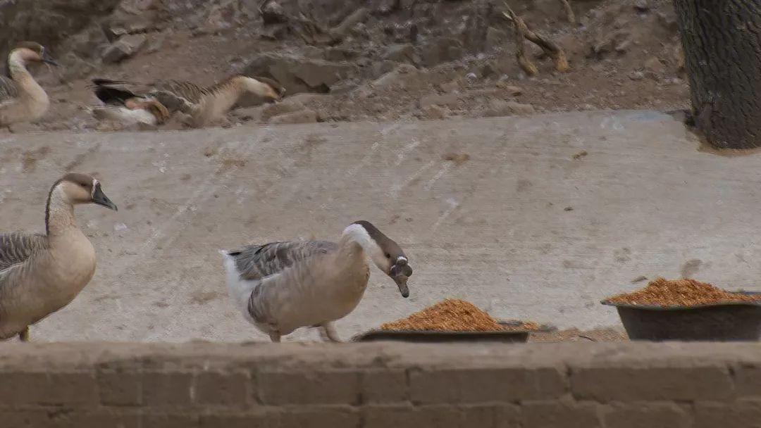 刀鳅养殖cctv致富_cctv致富经_致富经