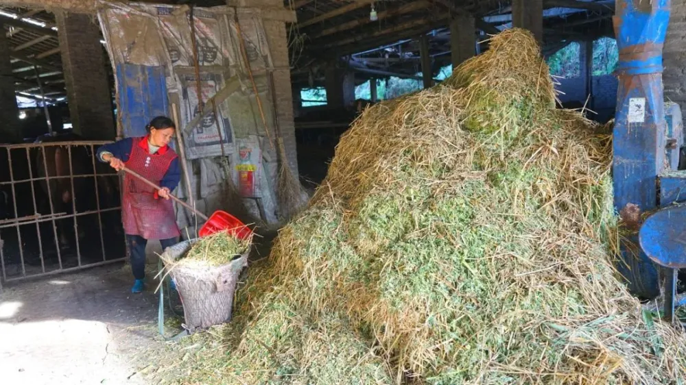 农业致富好项目_致富好项目_致富经..