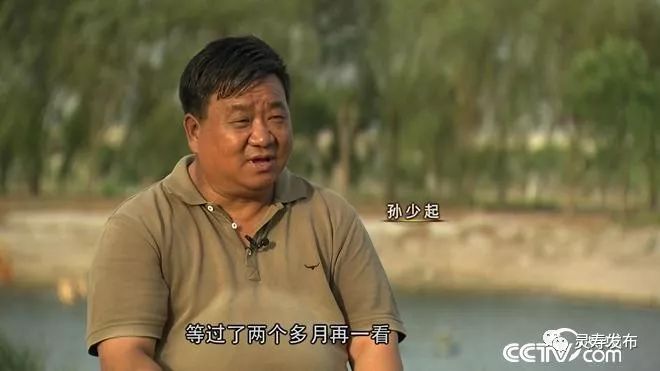 养鸽子致富_致富经养_带着庄园养娃致富
