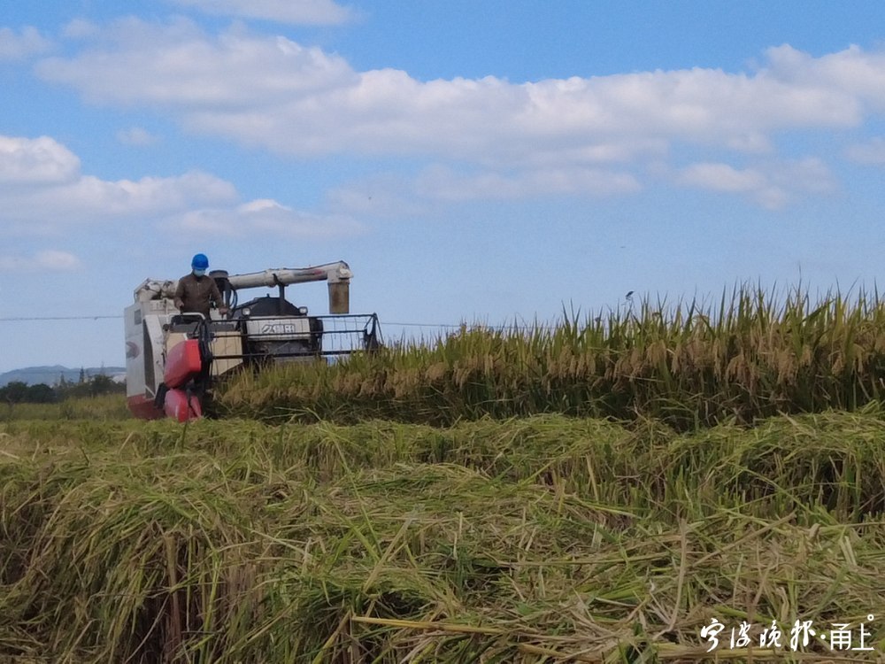 致富经养殖虾_致富经养虾_致富经淡水虾养殖视频