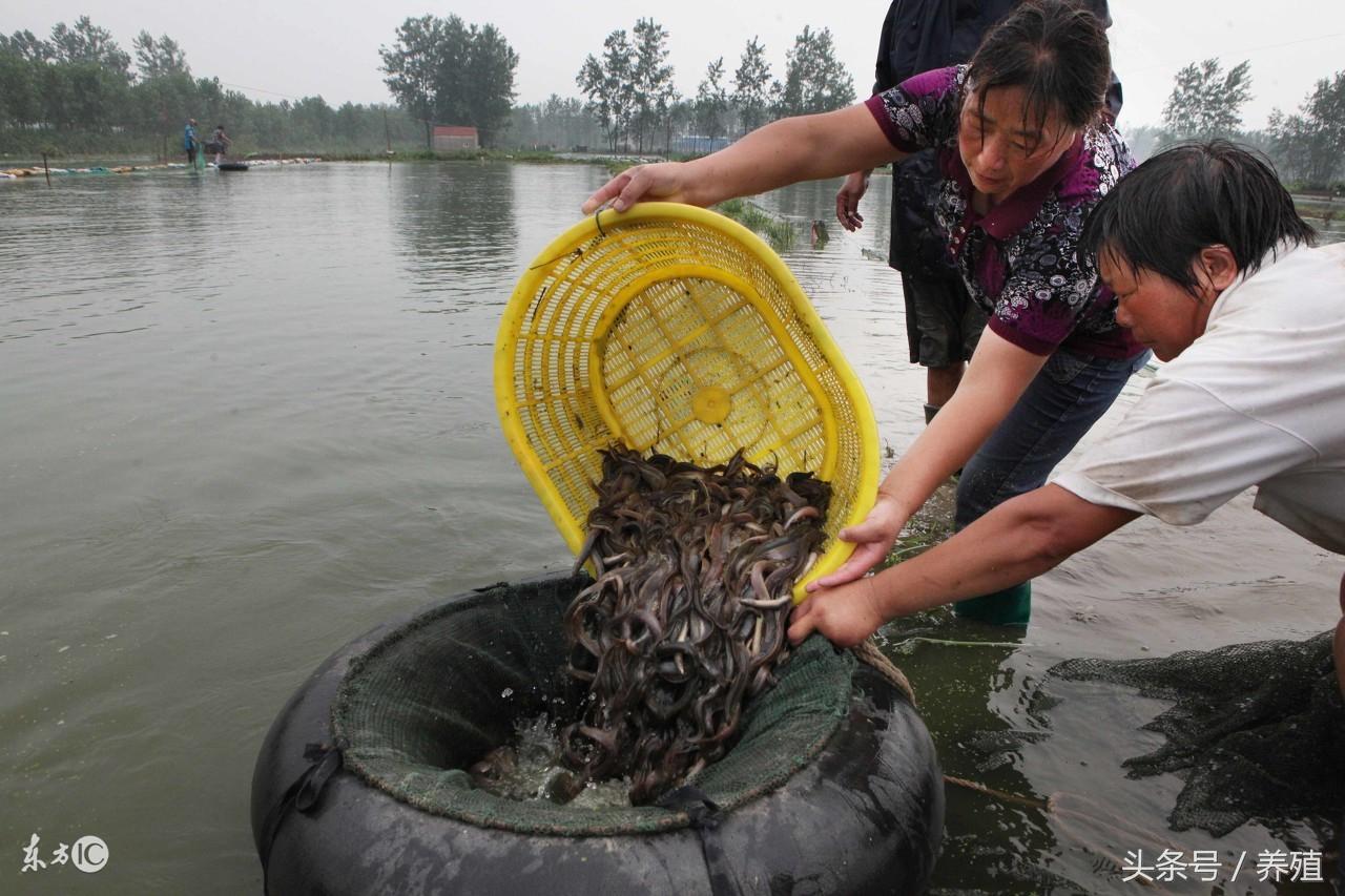 致富经泥鳅养殖_致富养殖泥鳅图片_养殖泥鳅挣钱吗