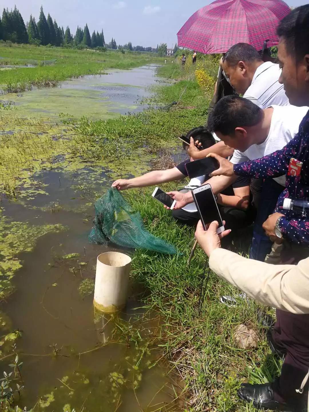 龙虾致富经_致富经小龙虾_致富经小龙虾养殖视频播放