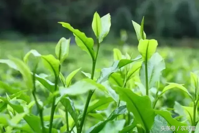 致富经泥鳅养殖_致富养殖泥鳅图片_致富养殖泥鳅怎么样