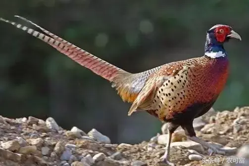 致富经泥鳅养殖_致富养殖泥鳅图片_致富养殖泥鳅怎么样