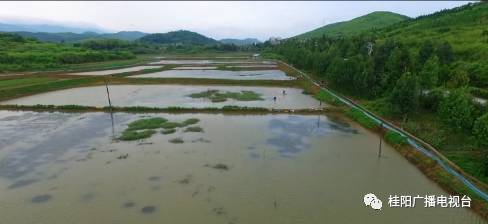 致富经小龙虾_致富经龙虾养殖视频全集_致富经小龙虾养殖视频播放