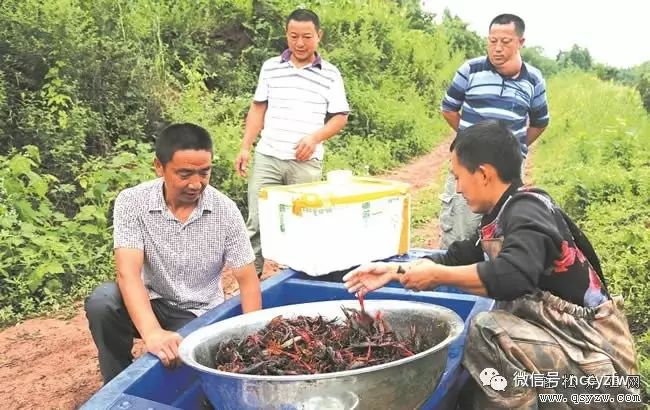 致富经小龙虾_致富经小龙虾养殖视频播放_致富经小龙虾养殖技术