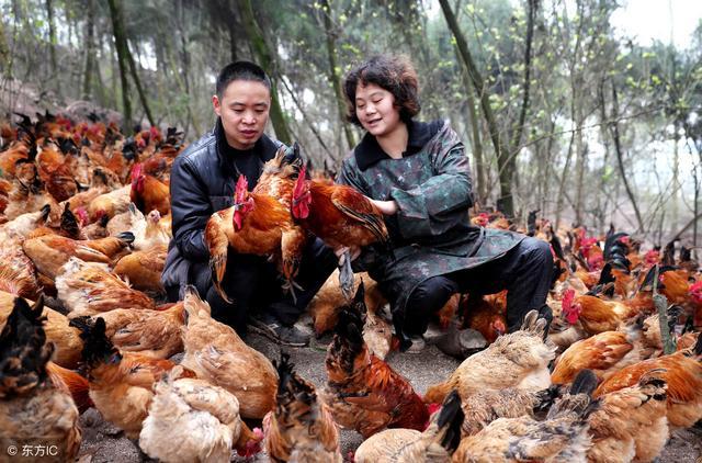 致富经养鸡视频大全_致富经养鸡_致富养鸡视频