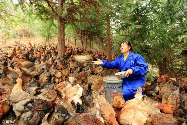 致富经养鸡_致富养鸡视频_致富经养鸡视频大全