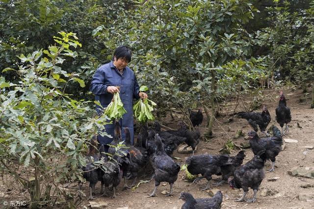 致富经养鸡视频大全_致富养鸡视频_致富经养鸡