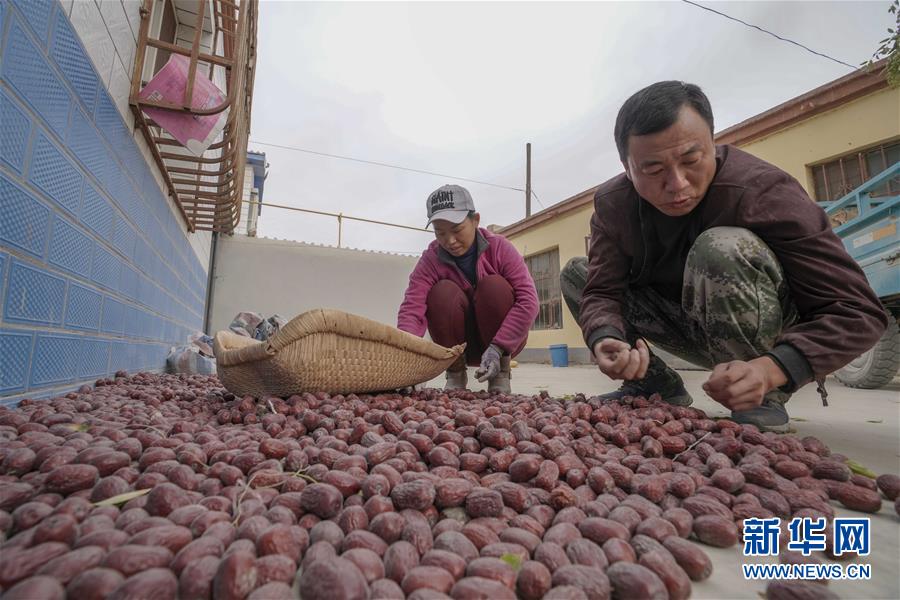 致富经黄_致富黄金果_致富黄金叶