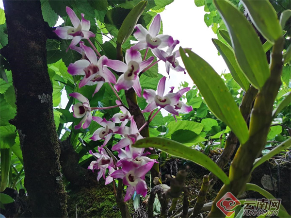 致富种植视频全集_种植致富经_致富种植糖料蔗文案怎么写