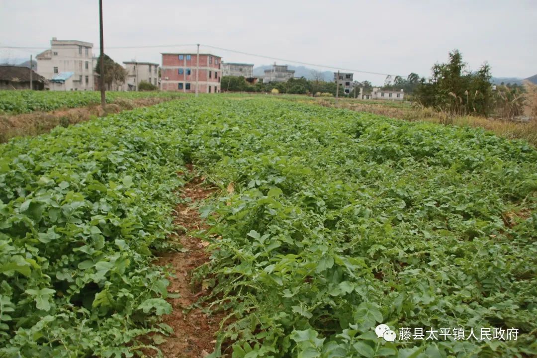 致富农业节目_农业致富经_致富农业科技有限公司