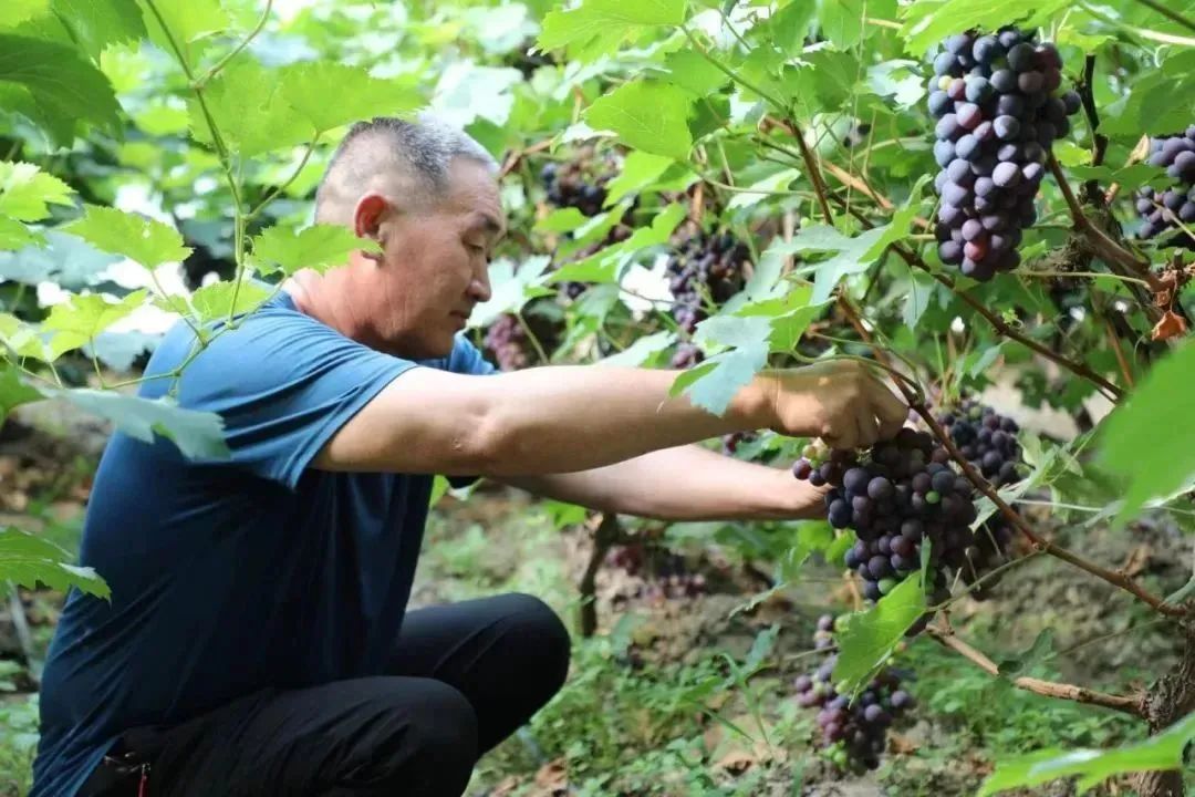 致富经淡水虾养殖视频_致富经养虾_致富经养河虾