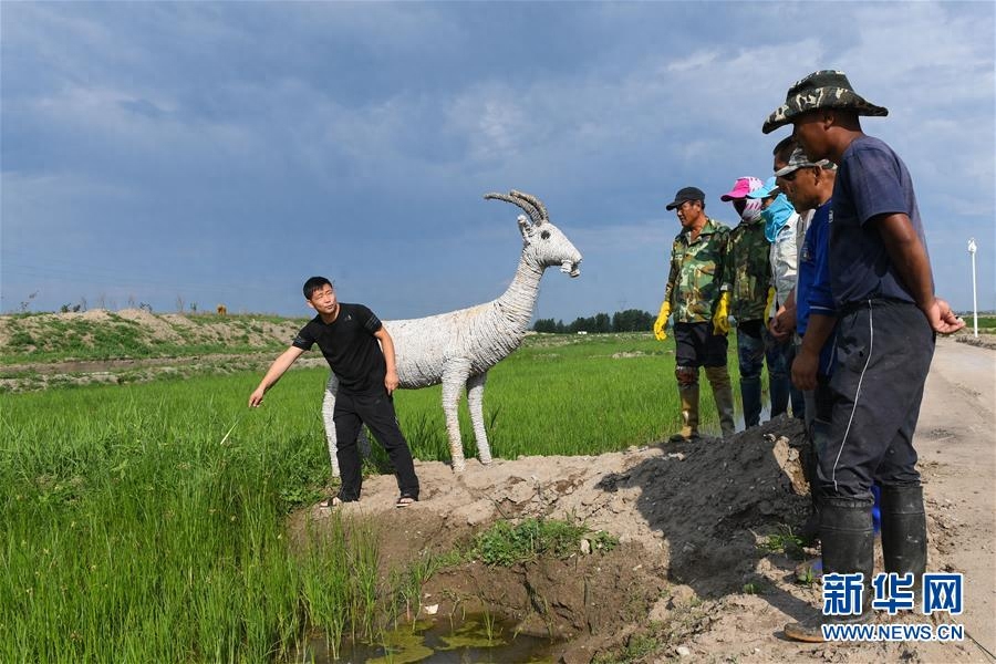 万亩旱地变水田——“水稻书记”白金泉的致富经