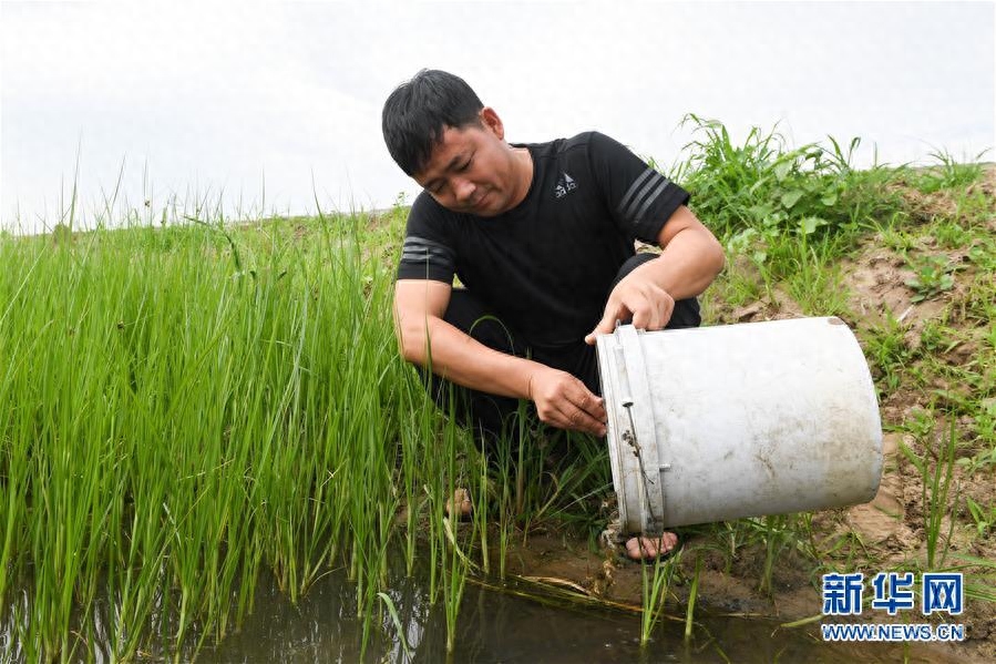 万亩旱地变水田——“水稻书记”白金泉的致富经