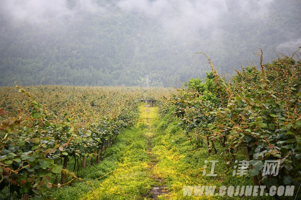 致富经._致富网_农业致富好项目