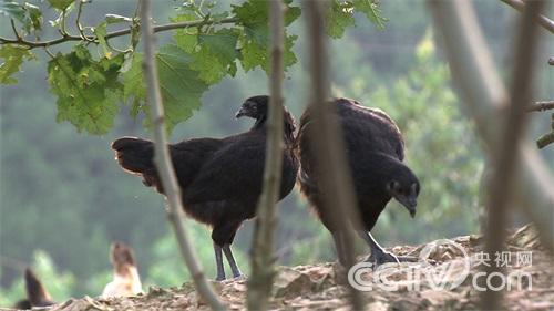 安徽青年致富榜样(七)种桑树养鸡 赚钱与众不同