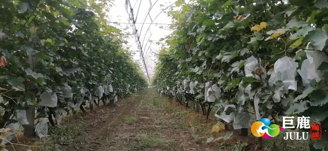 致富种植创业项目_种植致富经_致富种植业